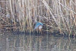 Kingfisher photographed at Vale Pond [VAL] on 29/1/2012. Photo: © Royston Carré