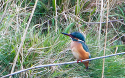 Kingfisher photographed at Vale Pond [VAL] on 5/2/2012. Photo: © Allan Phillips