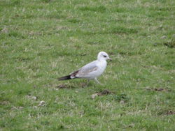 Common Gull photographed at La Villaize on 8/2/2012. Photo: © Michelle Hooper