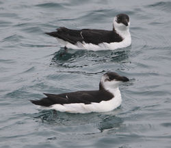 Razorbill photographed at St Peter Port Harbour, Fishermans' quay on 10/2/2012. Photo: © Robert Martin