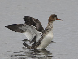 Red-breasted Merganser photographed at Vale Pond [VAL] on 18/2/2012. Photo: © Robert Martin