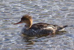 Red-breasted Merganser photographed at Vale Pond [VAL] on 19/2/2012. Photo: © Rod Ferbrache