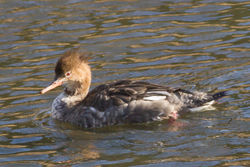 Red-breasted Merganser photographed at Vale Pond [VAL] on 19/2/2012. Photo: © Rod Ferbrache
