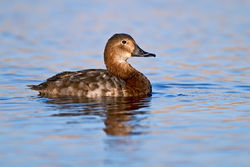 Pochard photographed at Claire Mare [CLA] on 10/3/2012. Photo: © Chris Bale
