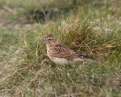 Skylark photographed at Fort Le Marchant [MAR] on 12/3/2012. Photo: © Cindy  Carre