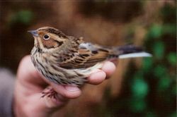 Little Bunting photographed at Trinity [TRI] on 13/10/1998. Photo: © Jamie Hooper
