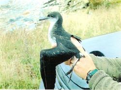 Manx Shearwater photographed at Fort Le Crocq [FLC] on 7/9/2003. Photo: © Jamie Hooper
