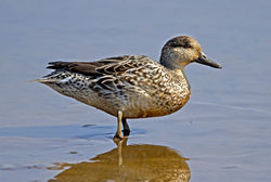 Teal photographed at Claire Mare on 2/4/2012. Photo: © Mike Cunningham
