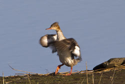 Red-breasted Merganser photographed at Vale Pond [VAL] on 1/4/2012. Photo: © Allan Phillips