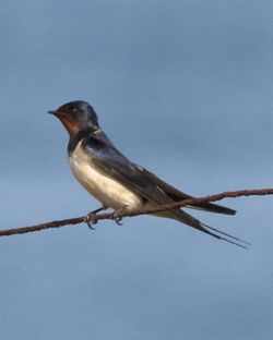Swallow photographed at Fort Hommet [HOM] on 13/4/2012. Photo: © Cindy  Carre