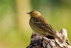 Tree Pipit photographed at Bas Capelles on 22/4/2012. Photo: © Rod Ferbrache