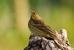 Tree Pipit photographed at Bas Capelles [BAS] on 22/4/2012. Photo: © Rod Ferbrache