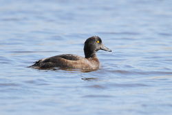 Tufted Duck photographed at Claire Mare [CLA] on 25/4/2012. Photo: © Adrian Gidney