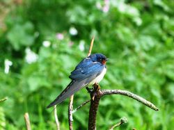 Swallow photographed at Rue des Bergers [BER] on 29/4/2012. Photo: © Mark Guppy