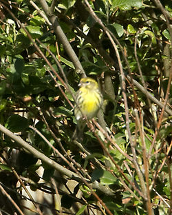 Serin photographed at Lihou Headland [LCH] on 1/5/2012. Photo: © Mike Cunningham