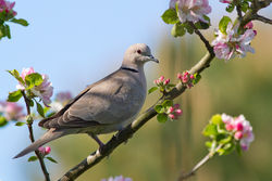 Collared Dove photographed at Bas Capelles [BAS] on 12/5/2012. Photo: © Rod Ferbrache