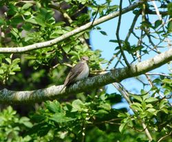 Spotted Flycatcher photographed at St Peters Church [SP2] on 12/5/2012. Photo: © Mark Guppy