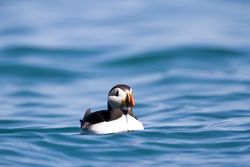 Puffin photographed at Herm [HER] on 13/5/2012. Photo: © Allan Phillips