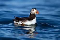 Puffin photographed at Putrainez, Herm on 16/5/2012. Photo: © Paul Hillion