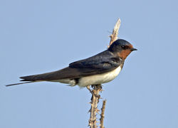 Swallow photographed at Pleinmont [PLE] on 25/5/2012. Photo: © Mike Cunningham