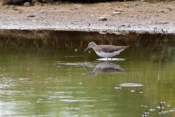 Green Sandpiper photographed at Claire Mare [CLA] on 4/8/2012. Photo: © Rod Ferbrache