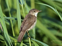 Reed Warbler photographed at Claire Mare [CLA] on 31/7/2012. Photo: © Royston Carré