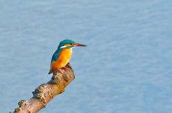 Kingfisher photographed at Vale Pond [VAL] on 21/8/2012. Photo: © Anthony Loaring