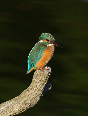 Kingfisher photographed at Vale Pond [VAL] on 22/8/2012. Photo: © Mike Cunningham