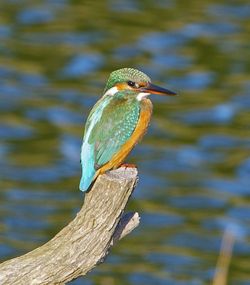 Kingfisher photographed at Vale Pond [VAL] on 30/8/2012. Photo: © Royston Carré