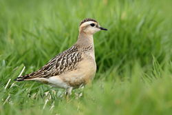 Dotterel photographed at Mt. Herault [MHE] on 21/9/2012. Photo: © Adrian Gidney