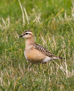Dotterel photographed at Mt. Herault [MHE] on 21/9/2012. Photo: © Anthony Loaring