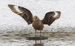 Great Skua photographed at Claire Mare [CLA] on 21/9/2012. Photo: © Anthony Loaring