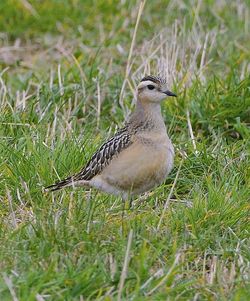 Dotterel photographed at Mt. Herault [MHE] on 21/9/2012. Photo: © Royston Carré