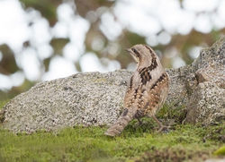 Wryneck photographed at Fort Doyle [DOY] on 21/10/2012. Photo: © Anthony Loaring