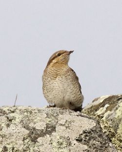 Wryneck photographed at Fort Doyle [DOY] on 23/10/2012. Photo: © Cindy  Carre