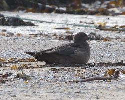 Great Skua photographed at Les Amarreurs [AMM] on 26/11/2012. Photo: © Cindy  Carre