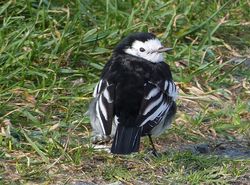 Pied Wagtail photographed at Les Amarreurs [AMM] on 7/12/2012. Photo: © Tracey Henry