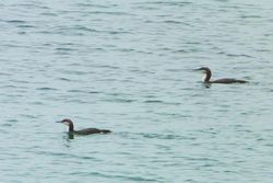 Black-throated Diver photographed at Salerie Corner [SAL] on 2/1/2013. Photo: © Tracey Henry
