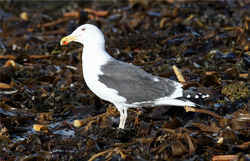 Great Black-backed Gull photographed at Lihou Causeway [LCA] on 1/1/2013. Photo: © Nick Dean