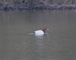 Pochard photographed at Reservoir [RES] on 7/1/2013. Photo: © Cindy  Carre