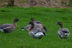 Pink-footed Goose photographed at L'Eree [LER] on 7/1/2013. Photo: © Mark Lawlor