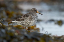 Purple Sandpiper photographed at Grandes Rocques [GRO] on 25/1/2013. Photo: © Adrian Gidney