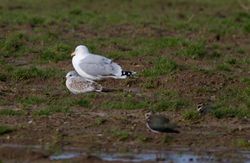 Common Gull photographed at Rue des Hougues, STA [H04] on 27/1/2013. Photo: © Vic Froome