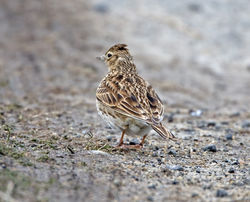 Skylark photographed at Fort Le Crocq [FLC] on 13/3/2013. Photo: © Mike Cunningham