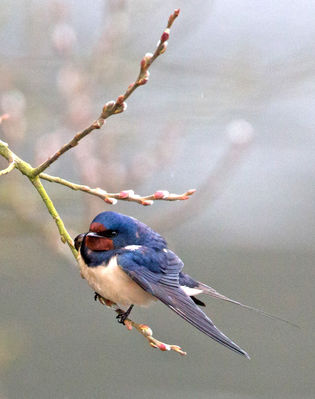 Swallow photographed at Reservoir [RES] on 26/3/2013. Photo: © Mike Cunningham