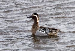 Garganey photographed at Vale Pond [VAL] on 29/3/2013. Photo: © Vic Froome