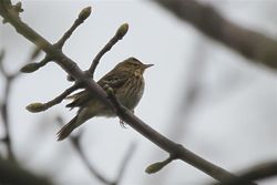 Tree Pipit photographed at Belle Greve Vinery on 25/4/2013. Photo: © Dave Andrews