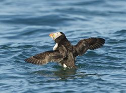 Puffin photographed at Herm [HER] on 6/5/2013. Photo: © Royston Carré