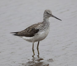 Greenshank photographed at Claire Mare [CLA] on 8/5/2013. Photo: © Mike Cunningham