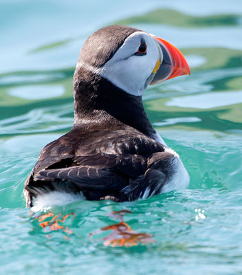Puffin photographed at Herm on 6/5/2013. Photo: © Mike Cunningham